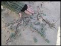 Polygonum maritimum